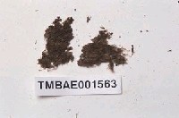 藏品(角萼蘚屬)的圖片